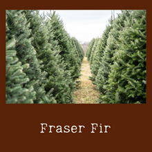 Load image into Gallery viewer, Fraser Fir
