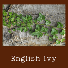 Load image into Gallery viewer, English Ivy
