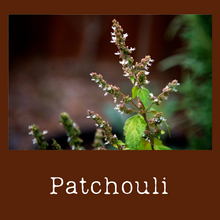 Load image into Gallery viewer, Patchouli
