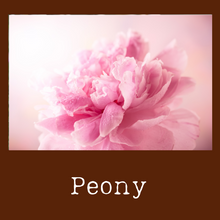 Load image into Gallery viewer, Peony
